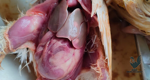 Chẩn đoán bệnh tụ huyết trùng ở gà bằng giải phẫu