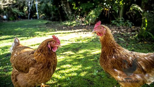 12 bệnh thường gặp ở gà thả vườn