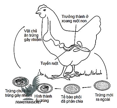 Bệnh giun đũa trên gà