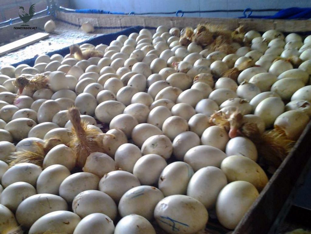 Ấp trứng gà bằng máy công nghiệp