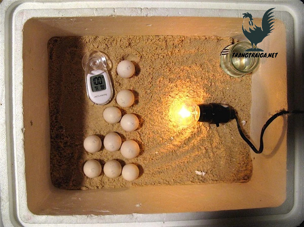 Cách ấp trứng gà bằng bóng điện 