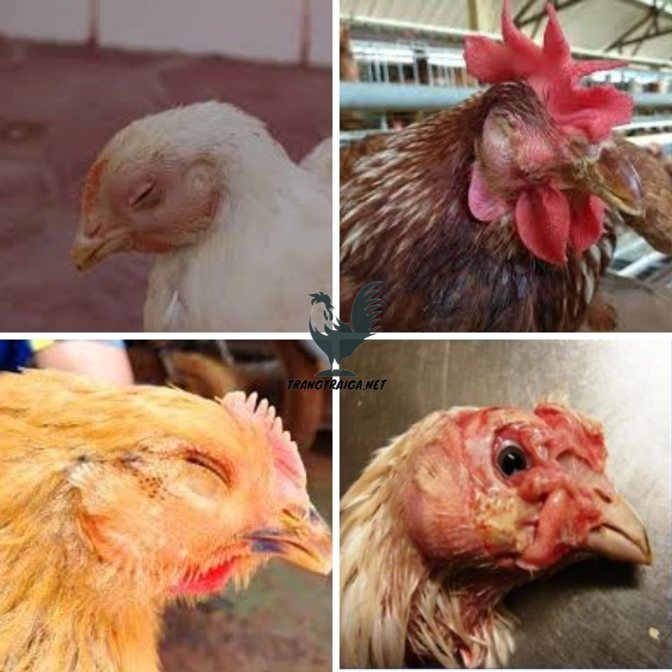 Bệnh apv trên gà