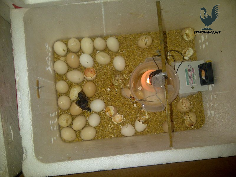 Cách làm máy ấp trứng gà bằng thùng xốp