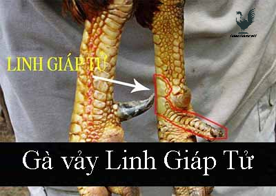 Vảy Linh Tử Giáp